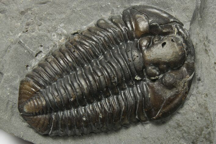 Calymene Niagarensis Trilobite Fossil - New York #270242